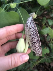 Aristolochia littoralis