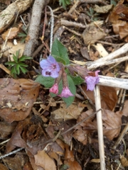 Pulmonaria officinalis
