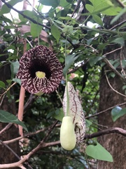 Aristolochia littoralis
