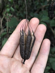Aristolochia littoralis