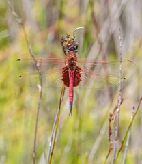 Tramea eurybia