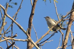Myiopagis caniceps