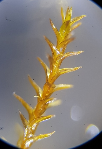Image of Geheebia fallax by (c) Helen Waterman, some rights reserved (CC BY)