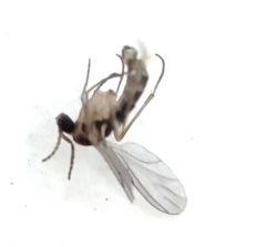 Nematocera