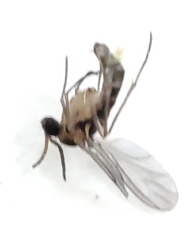 Nematocera