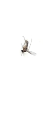 Nematocera