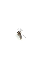 Nematocera