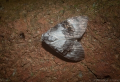 Acatapaustus leucospila