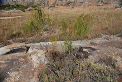 Ischnolepis graminifolia