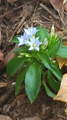 Gentiana hesseliana
