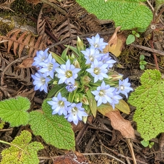 Gentiana hesseliana