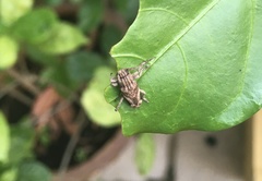 Pterolophia lateralis