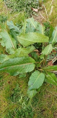 Rumex obtusifolius