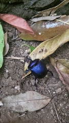 Enoplotrupes sharpi