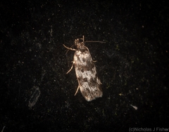 Barea eucapnodes