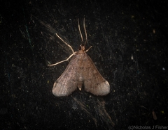 Piletocera macroperalis