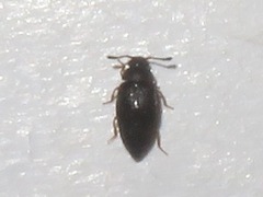 Proteinus brachypterus