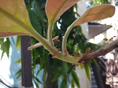 Oecophylla smaragdina