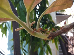 Oecophylla smaragdina