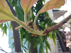 Oecophylla smaragdina