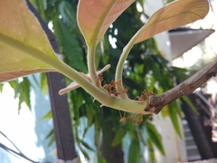 Oecophylla smaragdina