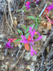Clarkia concinna