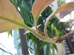 Oecophylla smaragdina