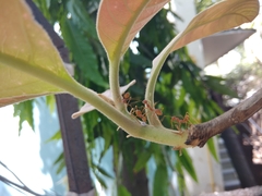 Oecophylla smaragdina