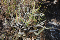 Cynanchum macrolobum