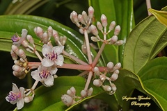Medinilla speciosa
