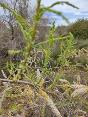 Tamarix boveana