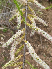 Tamarix boveana