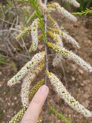 Tamarix boveana