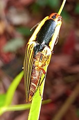 Semiotus cuspidatus