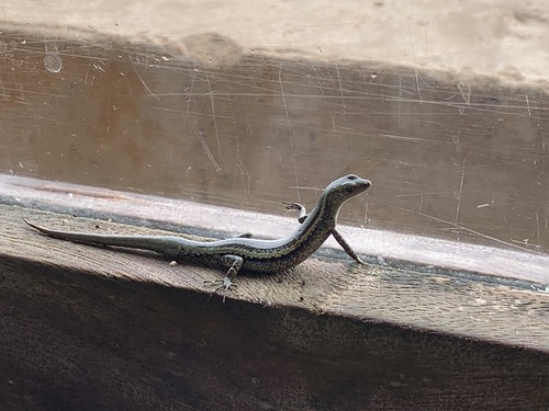 African Coral Rag Skink, Cryptoblepharus africanus