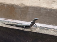 Cryptoblepharus africanus