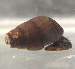 Tylomelania insulaesacrae