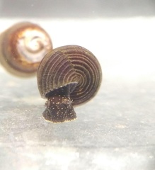 Tylomelania insulaesacrae