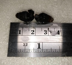 Tylomelania insulaesacrae