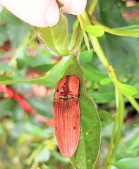 Chalcolepidius virens