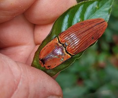 Chalcolepidius virens