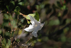 Mascarenhasia