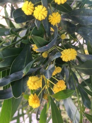 Acacia saligna