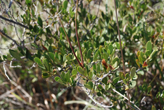 Mascarenhasia