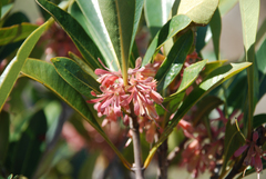 Razafimandimbisonia minor