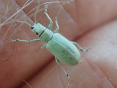 Myllocerina