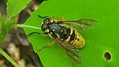 Temnostoma alternans