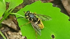 Temnostoma alternans