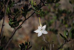Mascarenhasia