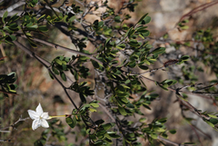 Mascarenhasia